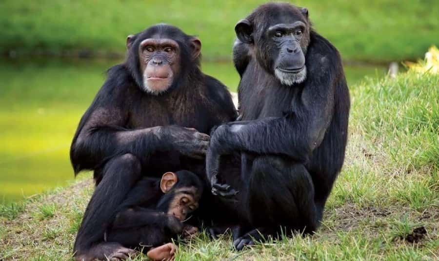 From Nairobi: Overnight Ol Pejeta Conservancy Safari - Afternoon wildlife at Ol Pejeta