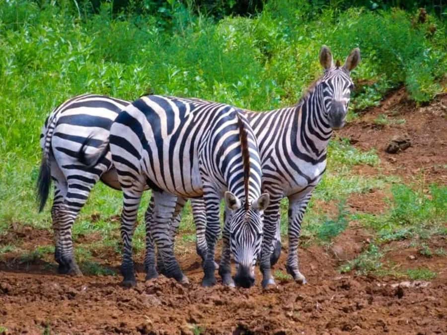 From Nairobi: Overnight Ol Pejeta Conservancy Safari - Dinner and a night at Sweetwater Tented Camp