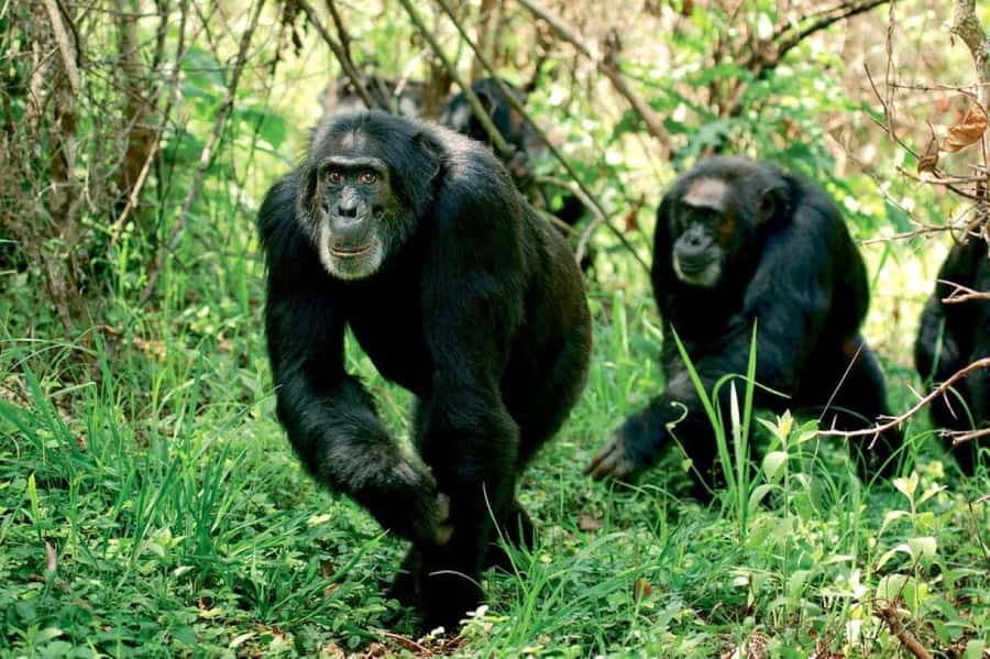 From Nairobi: Overnight Ol Pejeta Conservancy Safari - The early morning drive on day two