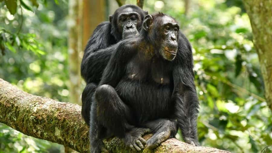 From Nairobi: Overnight Ol Pejeta Conservancy Safari - What the $300 price really covers