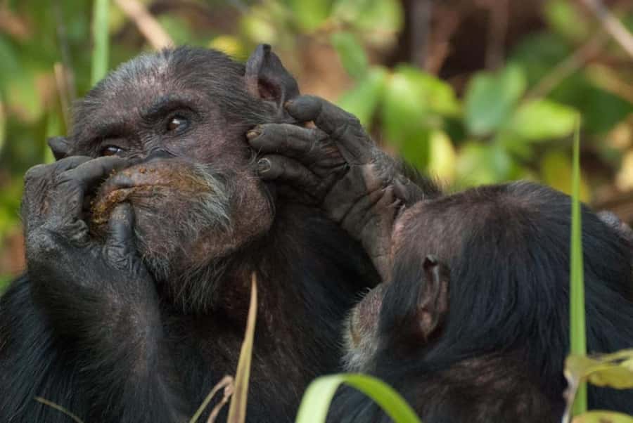 From Nairobi: Overnight Ol Pejeta Conservancy Safari - Who should choose this safari?