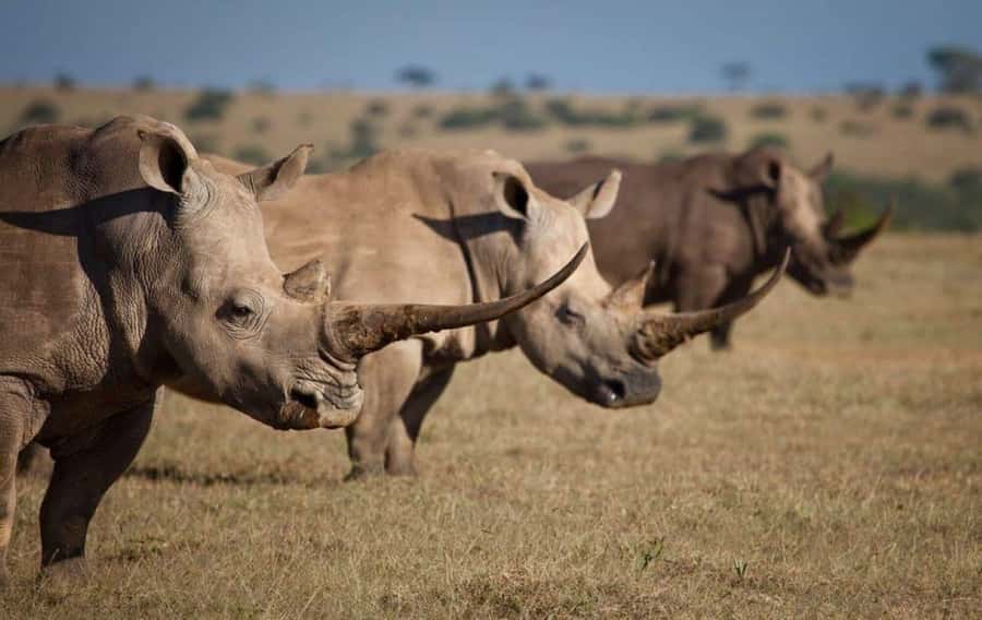 From Nairobi: Overnight Ol Pejeta Conservancy Safari - The 7:00 AM departure from Nairobi