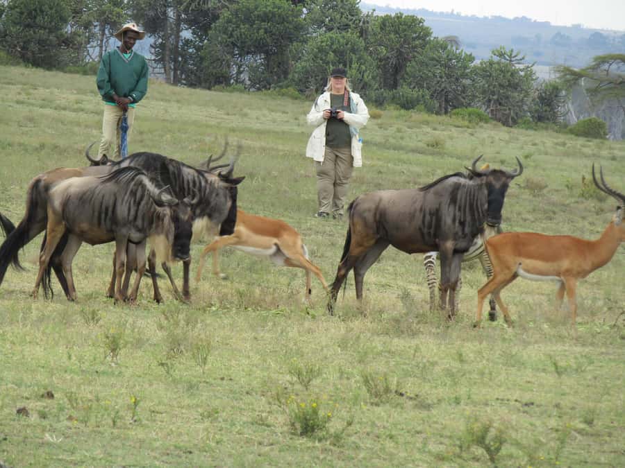 From Nairobi to Lake Naivasha Day Trip (Hells Gate visit) - Why this Naivasha day trip works so well