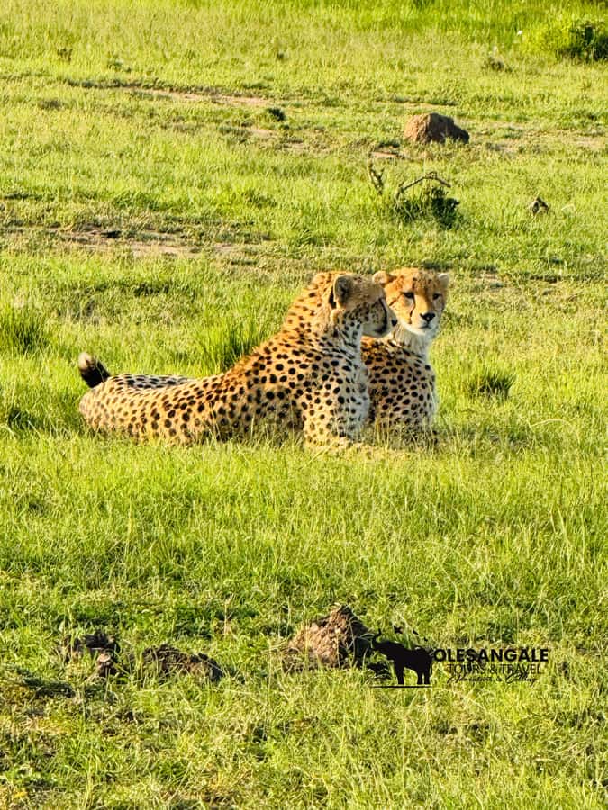 From Nairobi to Masai Mara Reserve & Village visit Day trip - Leaving Nairobi before sunrise