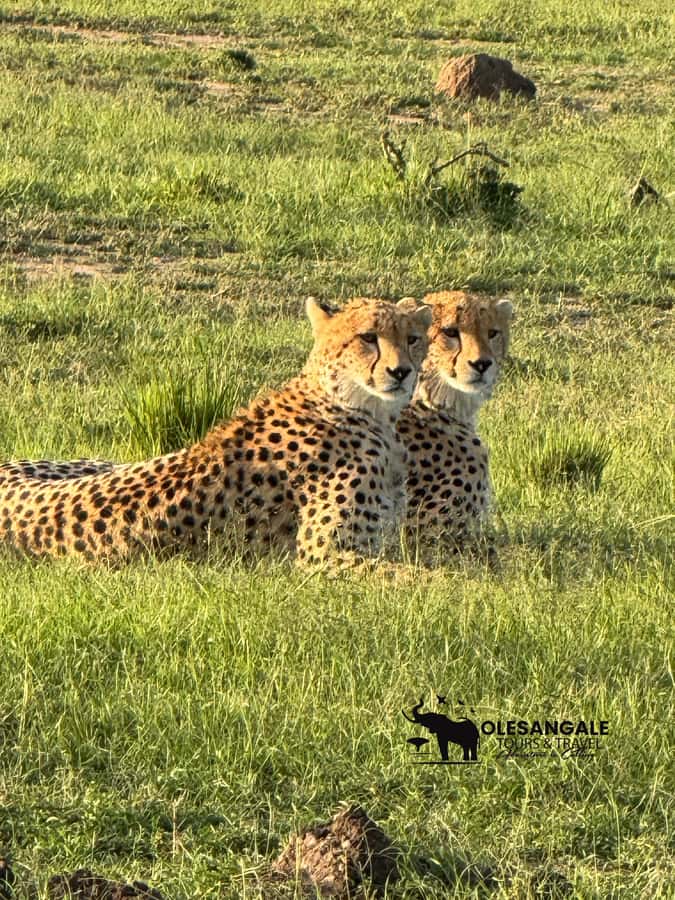 From Nairobi to Masai Mara Reserve & Village visit Day trip - Big Five sightings and the Great Migration