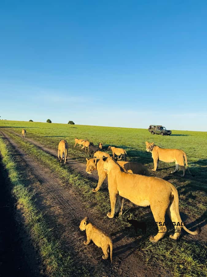 From Nairobi to Masai Mara Reserve & Village visit Day trip - Guides, vehicles, and group size