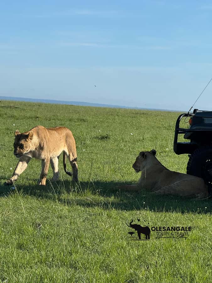From Nairobi to Masai Mara Reserve & Village visit Day trip - Who should book this Masai Mara day trip?
