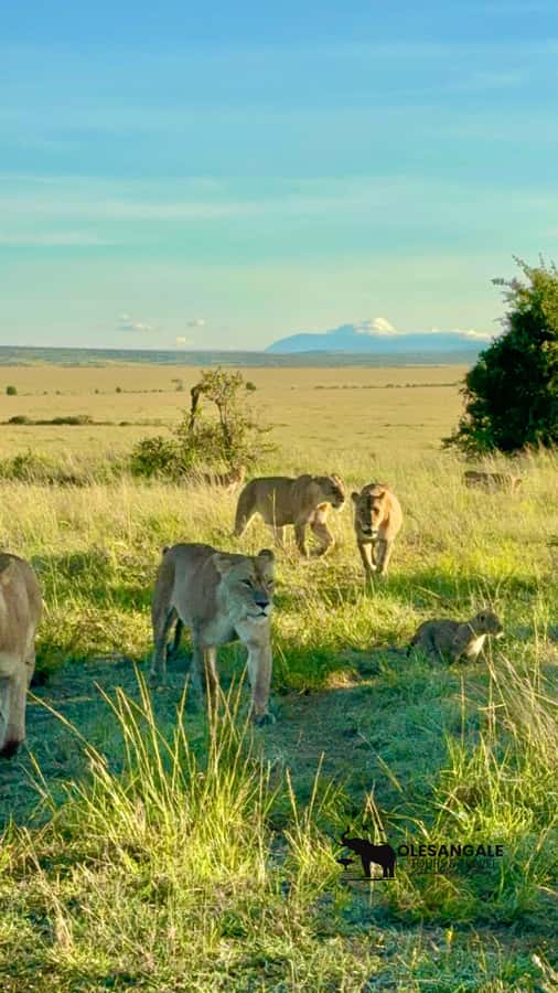 From Nairobi to Masai Mara Reserve & Village visit Day trip - Should you book it?