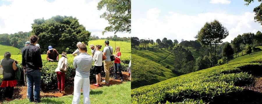 Full Day Kiambethu Tea Farm Tour - Key points at a glance
