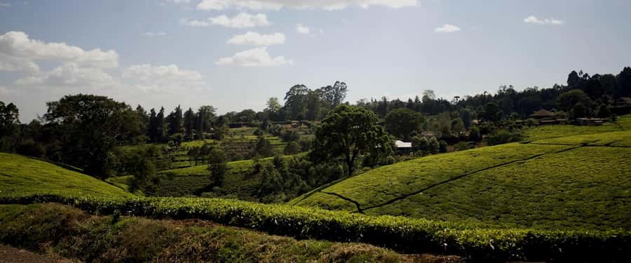 Full Day Kiambethu Tea Farm Tour - Leaving Nairobi for Limuru’s tea country