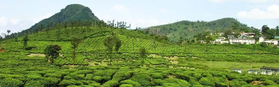 Full Day Kiambethu Tea Farm Tour - Seeing how tea is made