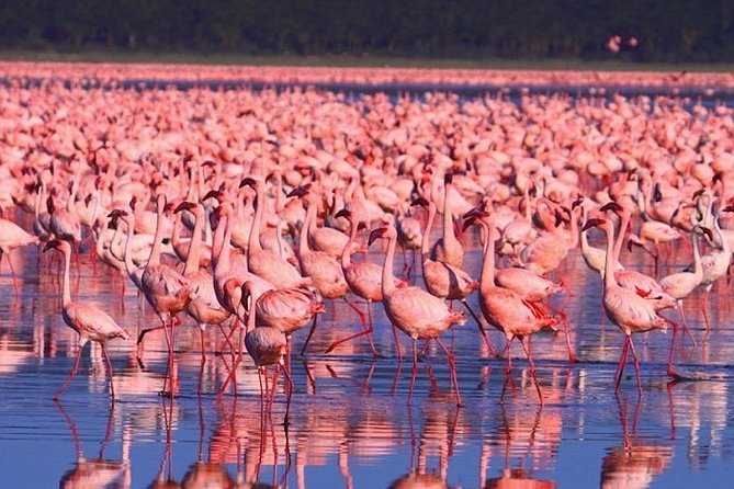 Full-Day Lake Nakuru National Park from Nairobi - Why Lake Nakuru makes sense as a day trip from Nairobi
