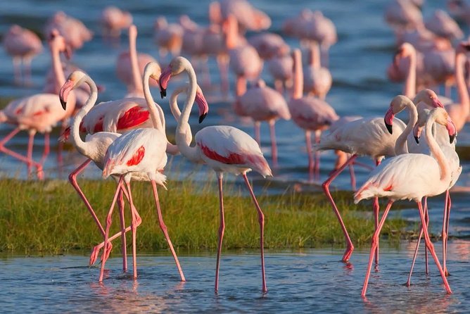Full-Day Lake Nakuru National Park from Nairobi - The first two-hour game drive at Lake Nakuru