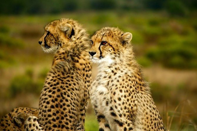 Full-Day Lake Nakuru National Park from Nairobi - Who should book this Lake Nakuru tour?