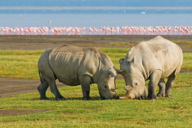 Full-Day Lake Nakuru National Park Private Tour from Nairobi - Lunch at Lake Nakuru Lodge or a picnic in the park