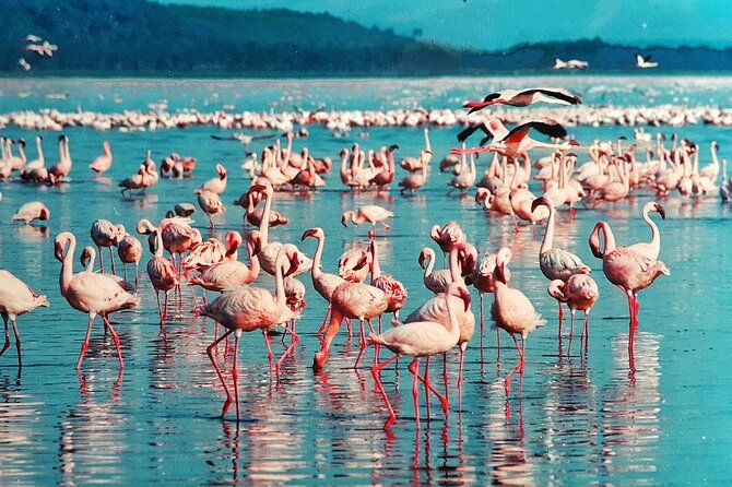Full-Day Lake Nakuru National Park Private Tour from Nairobi - The optional one-hour boat ride on Lake Naivasha
