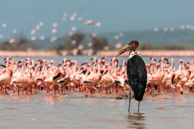 Full-Day Lake Nakuru National Park Private Tour from Nairobi - Who will get the most from this day