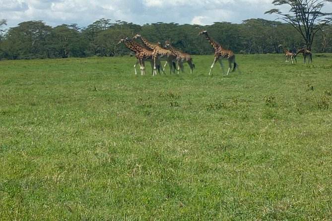 Full-Day Lake Nakuru National Park Private Tour from Nairobi - A short stop at the Great Rift Valley viewpoint