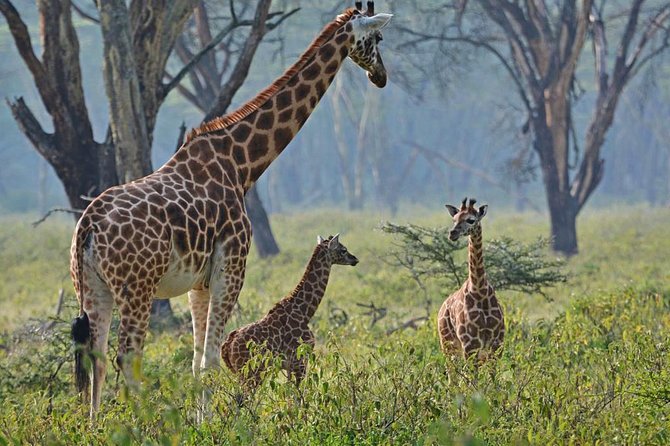 Full Day Lake Nakuru Park and optional boat ride on Lake Naivasha - Why this Nairobi day trip works