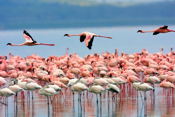Full Day Lake Nakuru Park and optional boat ride on Lake Naivasha - Lunch at Lake Nakuru Lodge