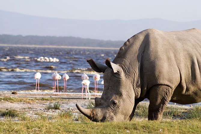 Full Day Lake Nakuru Park and optional boat ride on Lake Naivasha - Afternoon game drive and Makalia Waterfalls