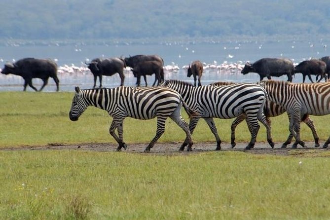 Full Day Lake Nakuru Park and optional boat ride on Lake Naivasha - The optional one-hour boat ride on Lake Naivasha