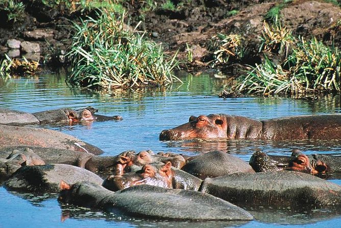 Full Day Mombasa Excursion Tour - Is $110 good value?