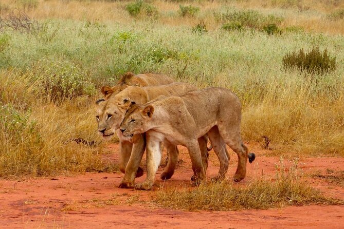 Full Day Private Tour of Tsavo East National Park from Mombasa - Why Tsavo East makes a demanding day worthwhile