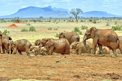 Full Day Private Tour of Tsavo East National Park from Mombasa