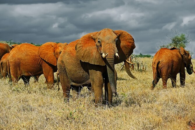 Full Day Private Tour of Tsavo East National Park from Mombasa - Lunch inside the park