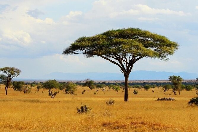 Full Day Private Tour of Tsavo East National Park from Mombasa - What the private format changes