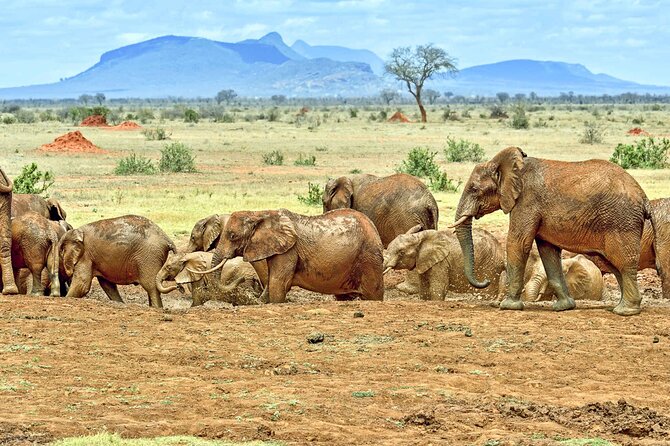 Full Day Private Tour of Tsavo East National Park from Mombasa - Entering through Bachuma Gate and searching for elephants