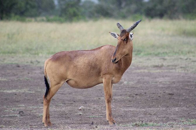 Full Day Private Tour Ol Pejeta Conservancy from Nairobi - What the private format changes