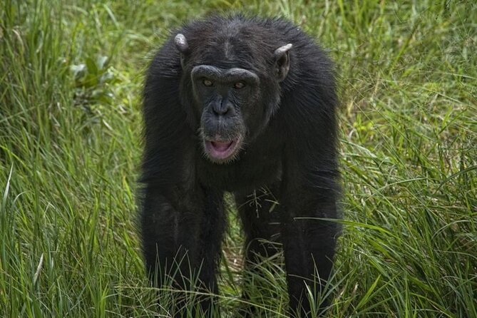 Full Day Private Tour Ol Pejeta Conservancy from Nairobi - The Nairobi pickup and private vehicle