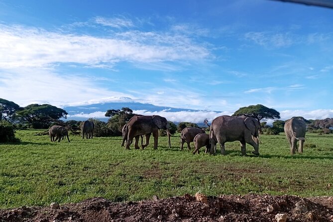 Full Day Tour in Amboseli National Park from Nairobi - Key Things To Know Before You Book
