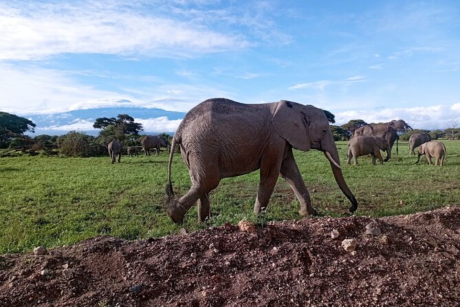 Full Day Tour in Amboseli National Park from Nairobi - The 5 A.M. Drive From Nairobi To Emali