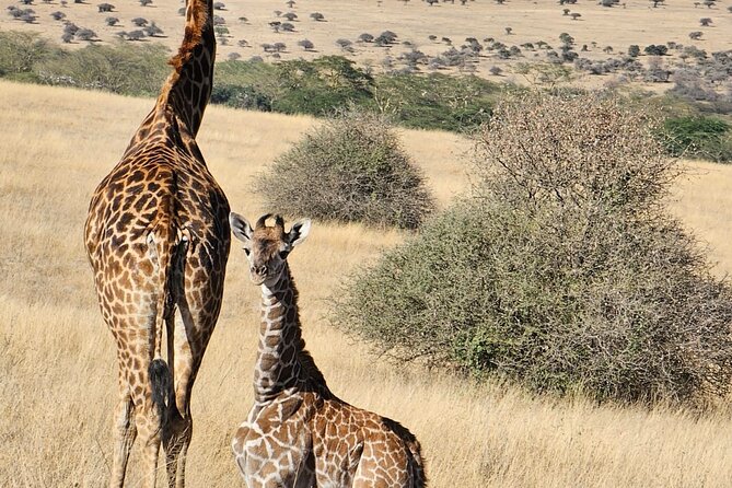 Full Day Tour in Amboseli National Park from Nairobi - Entering Amboseli Around 9 A.M.