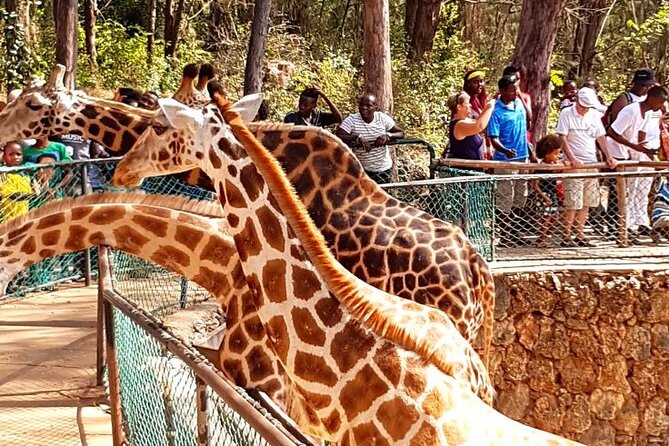 Full day tour in Mombasa - What the $103 price really covers