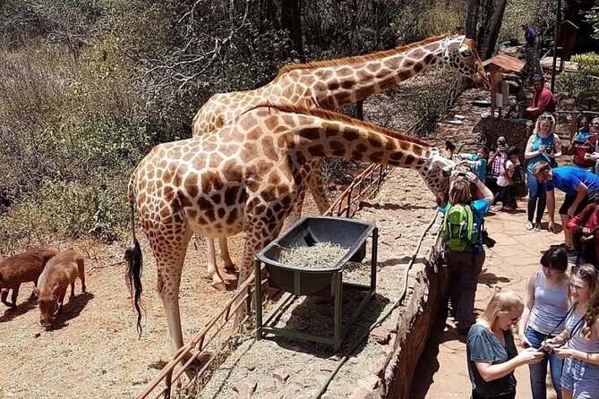 Full Day Tour Nairobi National Park, Giraffe Center ,Karen Blixen - Giraffe Centre: one hour with Kenya’s tallest residents