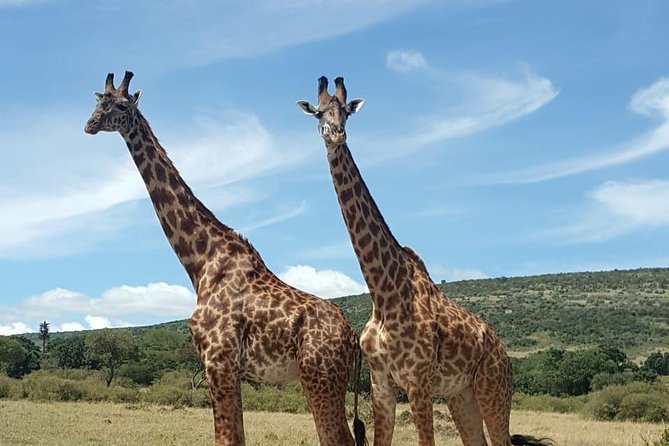 Full Day Tour to Amboseli National Park - Key points to know before booking