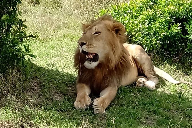 Full Day Tour to Amboseli National Park - Why Amboseli works as a one-day safari