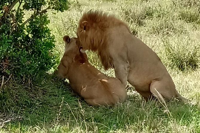 Full Day Tour to Amboseli National Park - A visit connected to the Maasai community