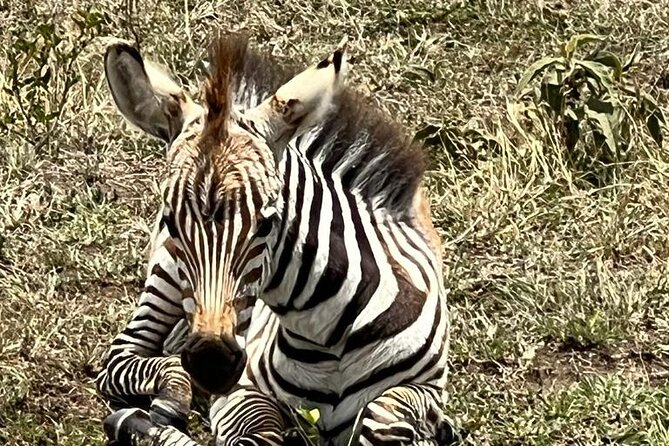 Full Day Tour to Amboseli National Park - What the $590 price really covers