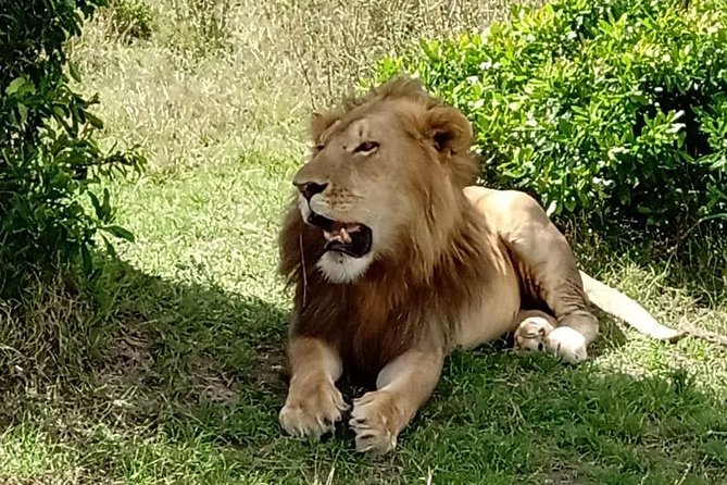 Full Day Tour to Amboseli National Park - The 5 am departure from Nairobi