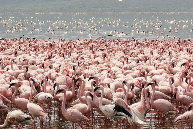 Full Day tour to Lake Nakuru National Park From Nairobi - Why this Nairobi day trip works