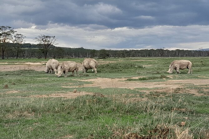 Full Day tour to Lake Nakuru National Park From Nairobi - Four hours inside Lake Nakuru National Park