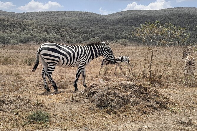 Full Day tour to Lake Nakuru National Park From Nairobi - What the private format adds