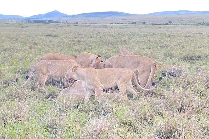 Full Day tour to Lake Nakuru National Park From Nairobi - The Great Rift Valley viewpoint