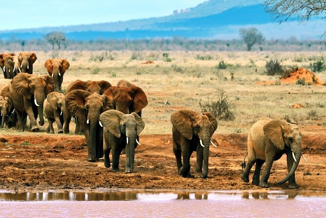 Full Day tour to Tsavo East National Park from Mombasa - Key points to know before booking