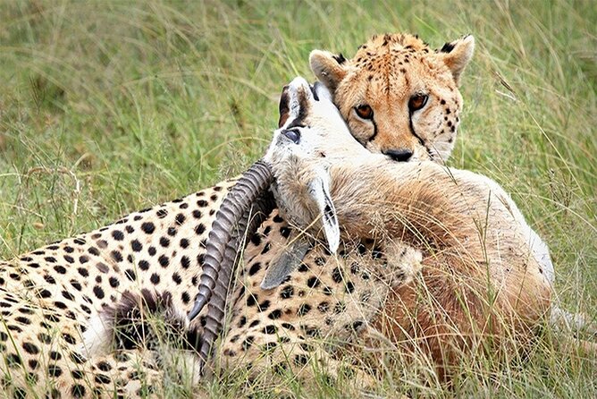 Full Day tour to Tsavo East National Park from Mombasa - What the $310 price includes